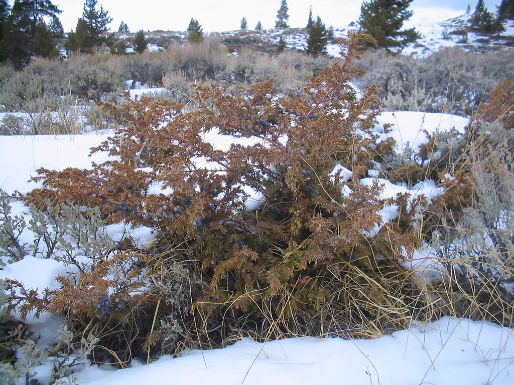 Juniper berries